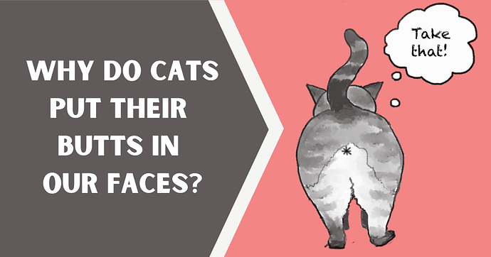 nationalkitty.com_why-do-cats-put-their-butts-in-our-faces-cover