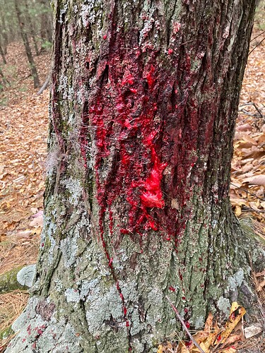 blood on trunk